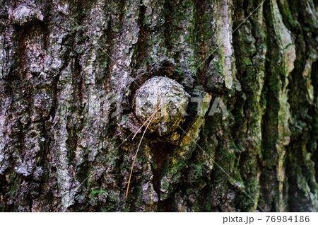 木の皮 テクスチャ 樹皮の写真素材