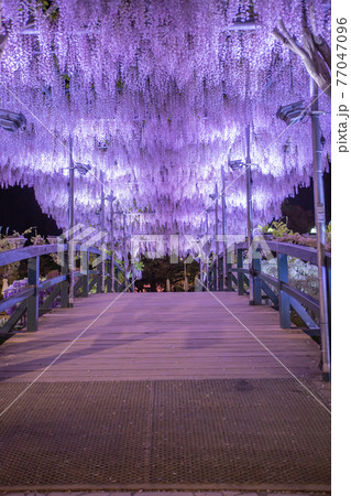 藤の花 夜 紫色 ライトアップの写真素材