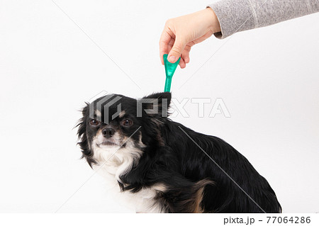 耳ダニ 犬の写真素材