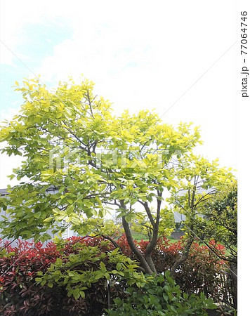 カナメ 木の写真素材