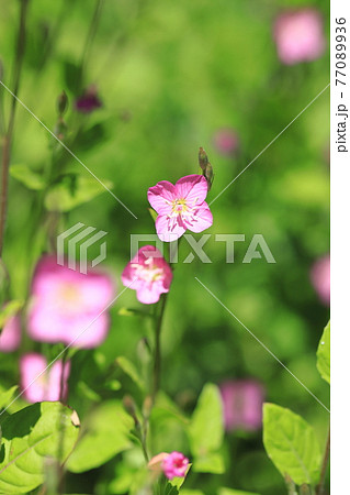 ピンク 小さい花 植物 可愛いの写真素材