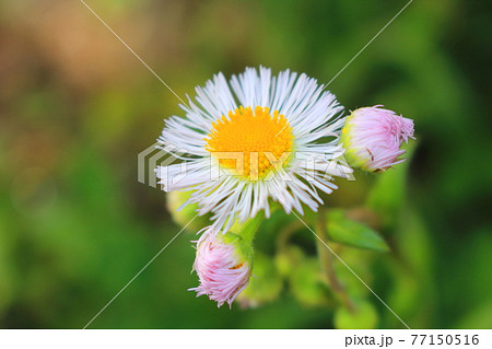 ハルシオン 花の写真素材