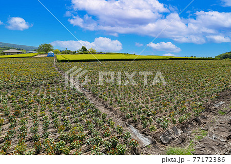 しきび 葉の写真素材