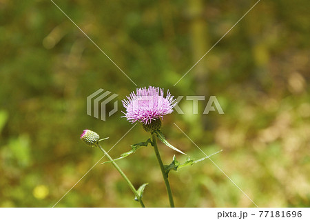 スコットランド国花の写真素材