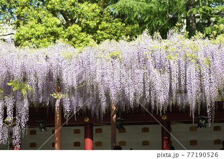 笠間稲荷神社のフジ棚の写真素材