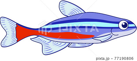 魚淡水魚觀賞魚類熱帶魚照片素材