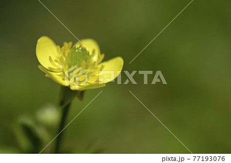 毛縁の写真素材 - PIXTA 