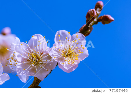 薄緑の梅の花の写真素材 - PIXTA
