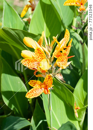 カンナ 蕾 花 球根植物の写真素材