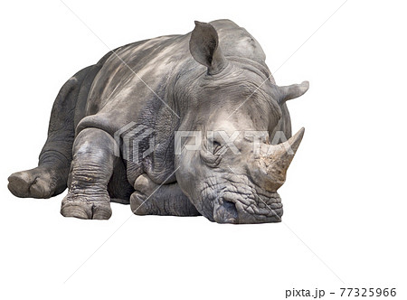 動物 サイ 正面 哺乳類 灰色の写真素材