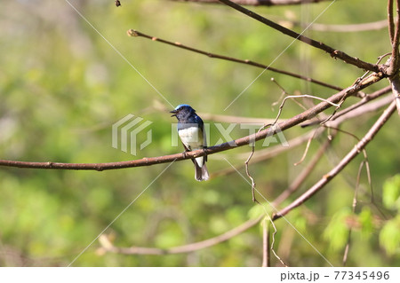 オオルリ 青い鳥 きれい 綺麗の写真素材