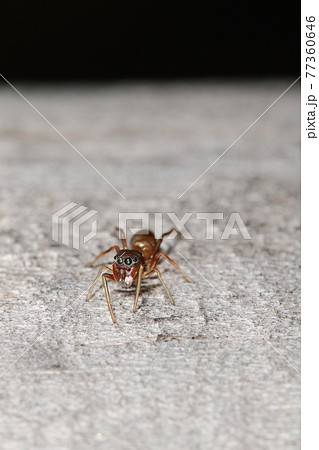 茶色い小さい蜘蛛の写真素材