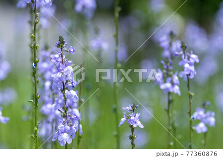マツバウンラン 松葉海蘭 春 紫色の写真素材