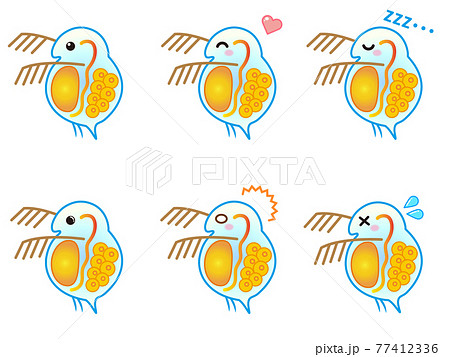 プランクトン ミジンコの写真素材