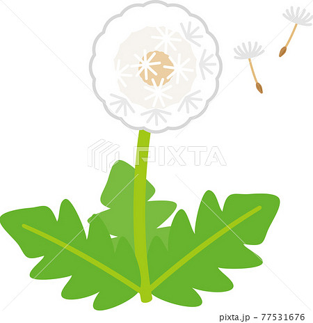 ベクター ベクター たんぽぽ 綿毛のイラスト素材