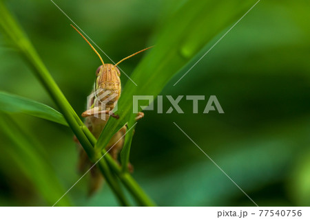 バッタ 虫 昆虫 正面の写真素材