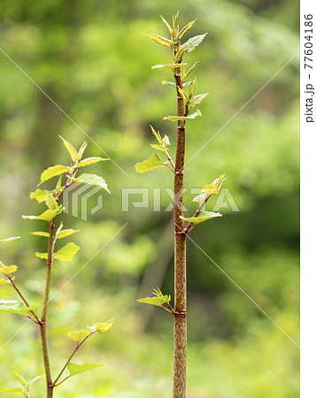 スカンポ 春 野草 草花の写真素材