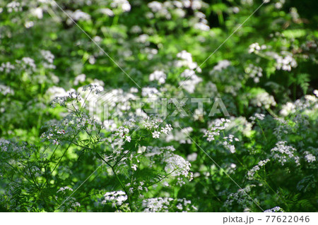 シャク 山野草 植物 白い花の写真素材