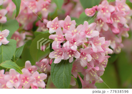 海棠 白 花 植物の写真素材
