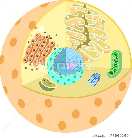 核小体のイラスト素材