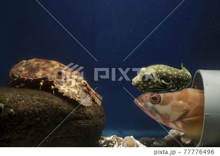 ハタ 幼魚 魚 海の写真素材