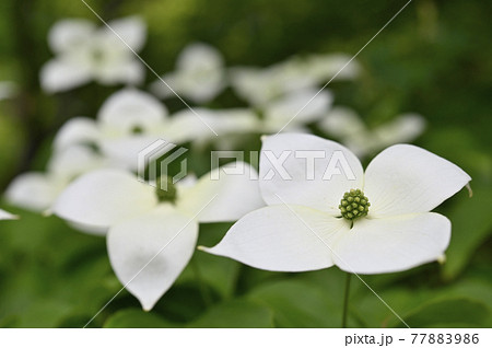 花弁4枚の写真素材