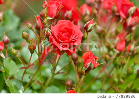 ローズの写真素材