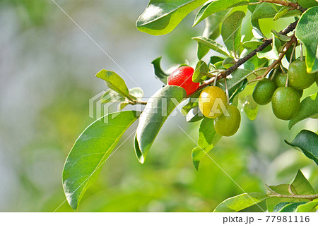 グミの写真素材