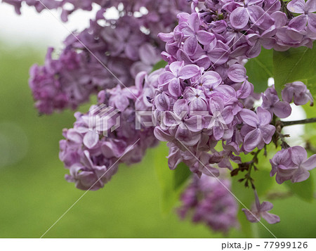 ライラックの花の写真素材 - PIXTA
