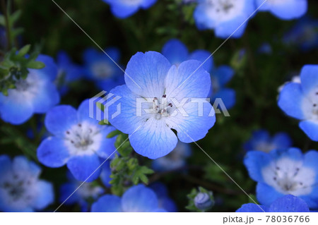 花 植物 青 ベビーブルーアイズの写真素材