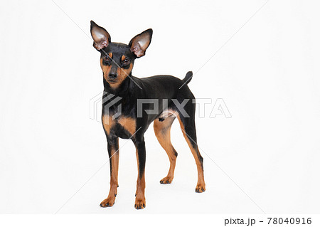 ミニチュアピンシャー かわいいの写真素材 ミニチュアピンシャー かわいいの写真素材