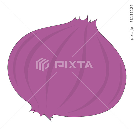 紫玉ねぎのイラスト素材