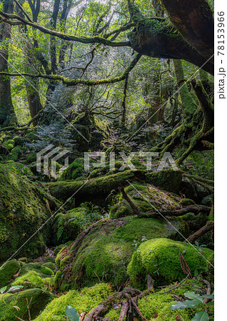 屋久杉の写真素材