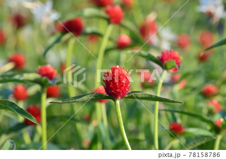 ストロベリーフィールズ 花の写真素材
