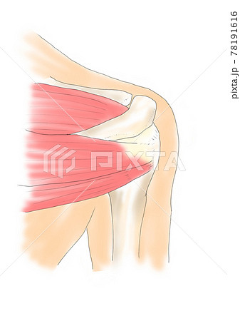 肩甲骨のイラスト素材