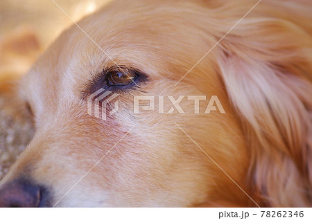 犬 ゴールデンレトリバー 賢い 盲導犬の写真素材