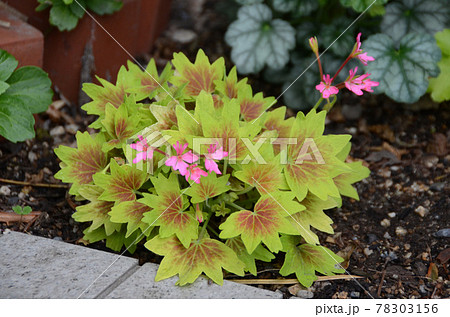 モミジバゼラニウム 園芸の写真素材