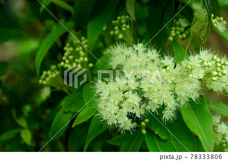 レモンマートル 植物 花 薬用植物の写真素材