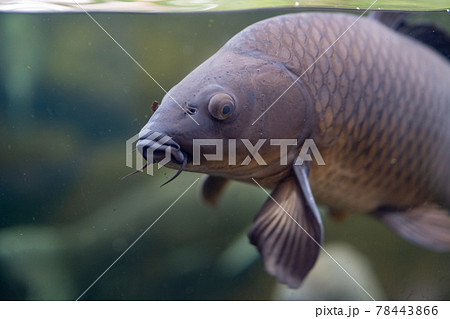 魚 鯉 淡水魚 髭の写真素材