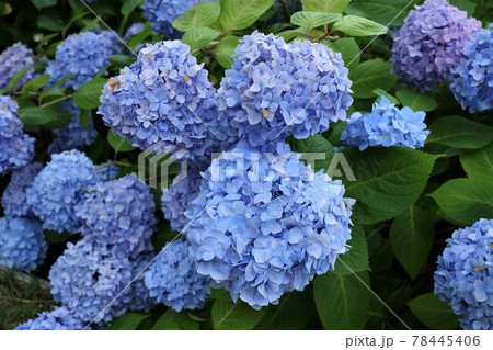 隠れミッキーの写真素材