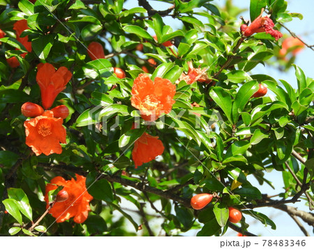 花 ザクロ 柘榴 木 朱色の写真素材