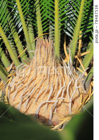蘇鉄 植物 花 鉄樹の写真素材