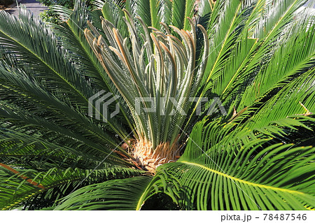 蘇鉄 植物 花 鉄樹の写真素材