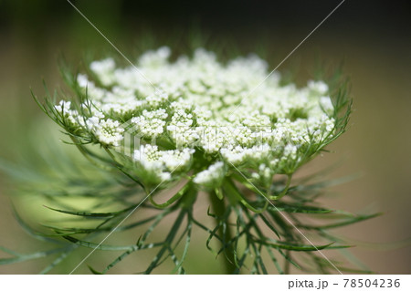 ニンジン 人参 の花の写真素材