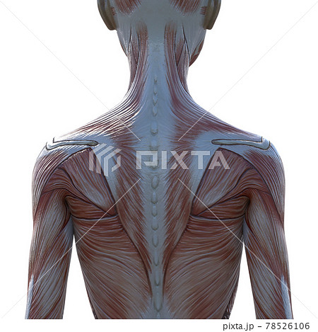 女性 筋肉 標本 背中のイラスト素材