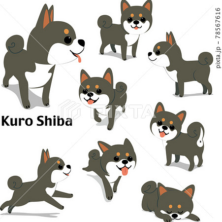 Kuroshiba Stock Illustration