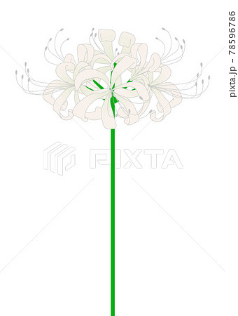 花 彼岸花 曼珠沙華 花柄のイラスト素材