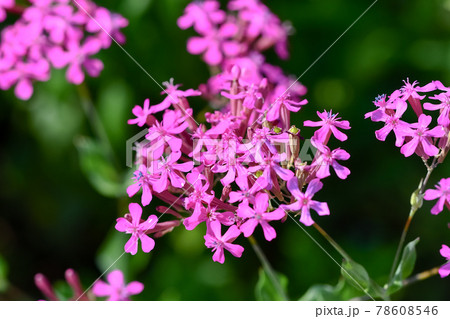 花 植物 花壇 シレネの写真素材