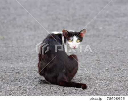 見返り猫の写真素材 - PIXTA