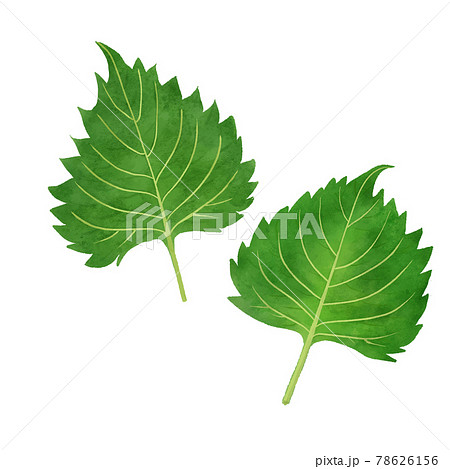 青しそのイラスト素材